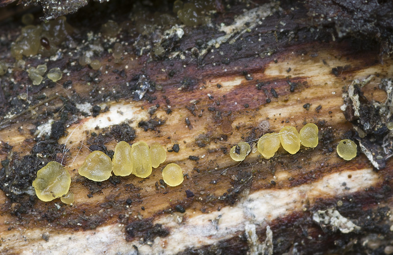 Dacrymyces stillatus